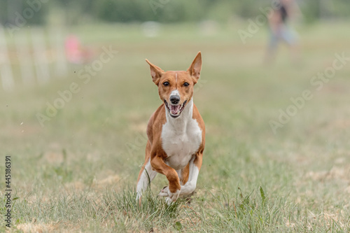 Basenji dog running lure coursing competition on field