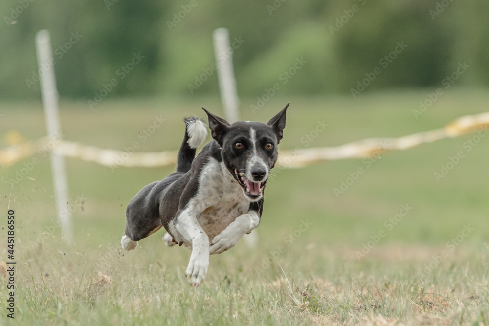 Basenji dog running lure coursing competition on field