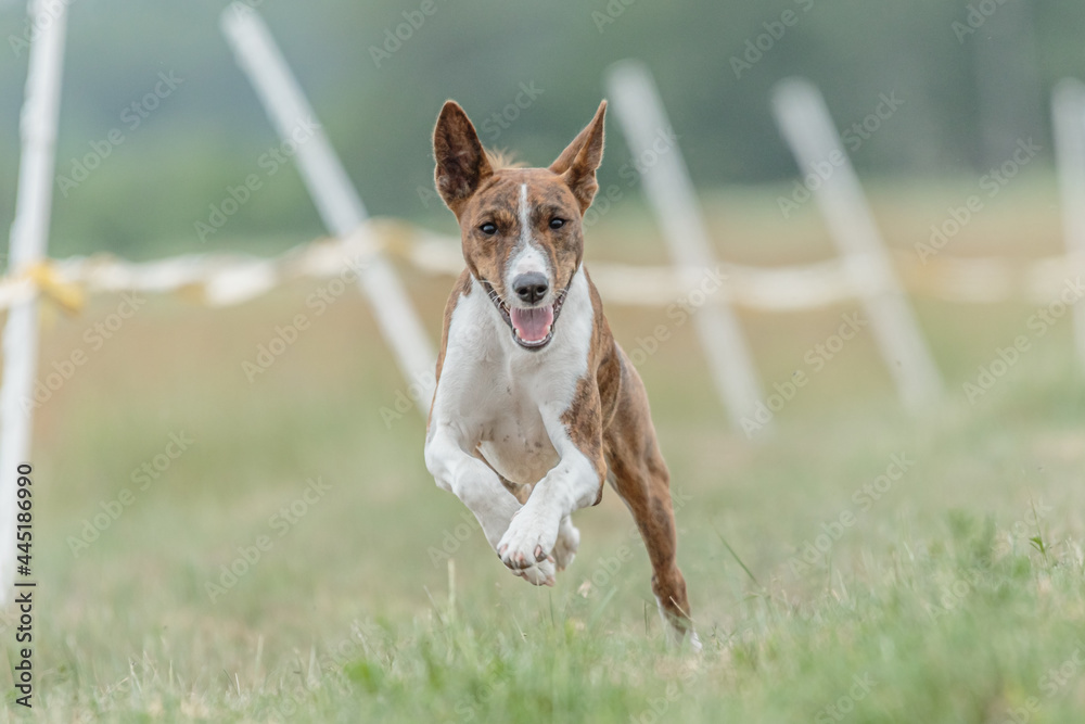 Basenji dog running lure coursing competition on field Basenji dog running lure coursing competition on field