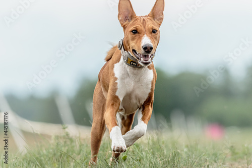 basenji puppy first time running on dog sport competition