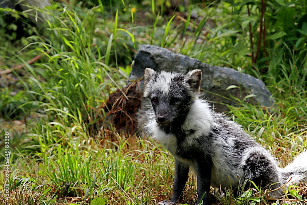 Fototapeta premium renard