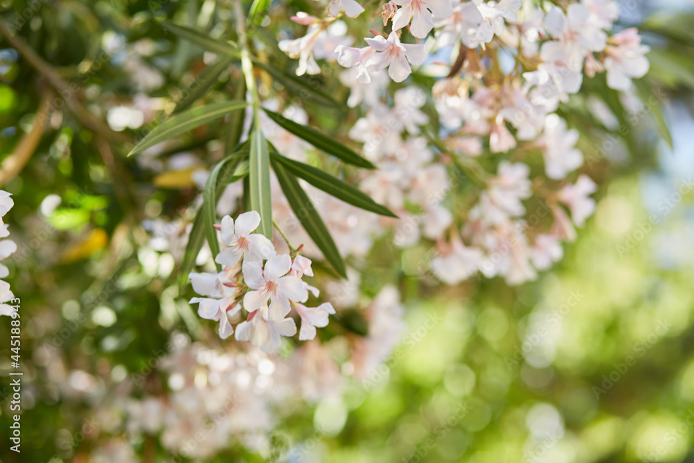 Fototapeta premium Beautiful delicate blooming tree with bokeh background. Seamless pattern.