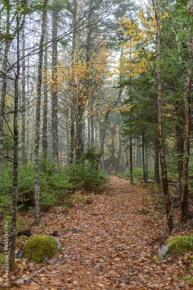 Foot Path in an Autumn Forest