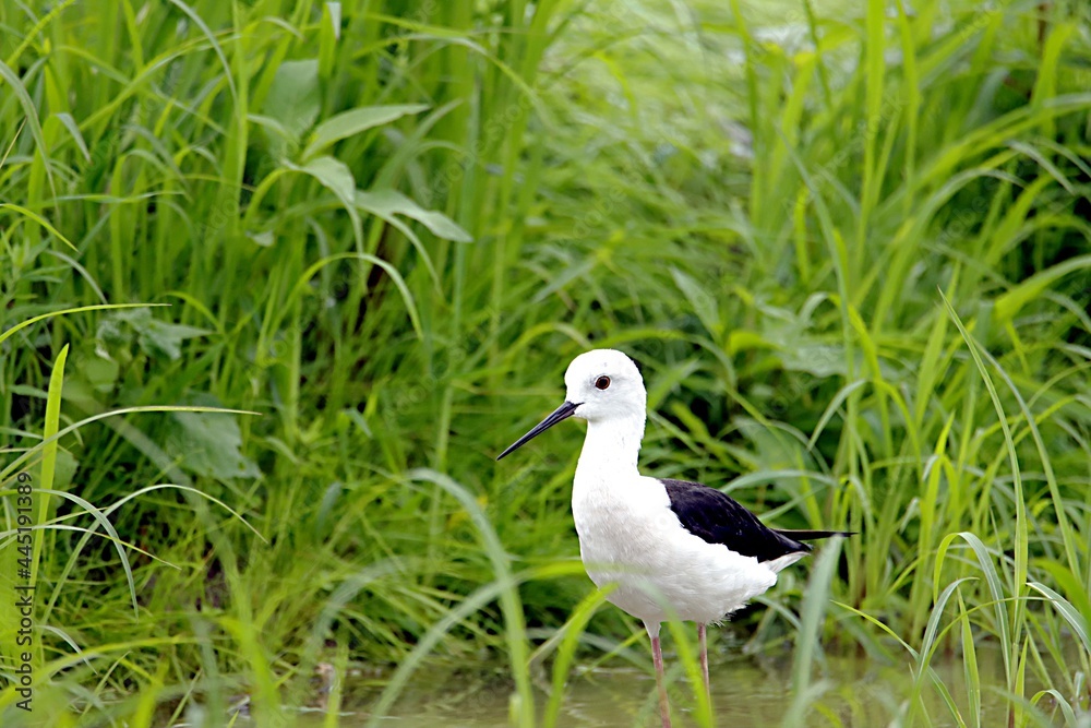 oiseau oiseau