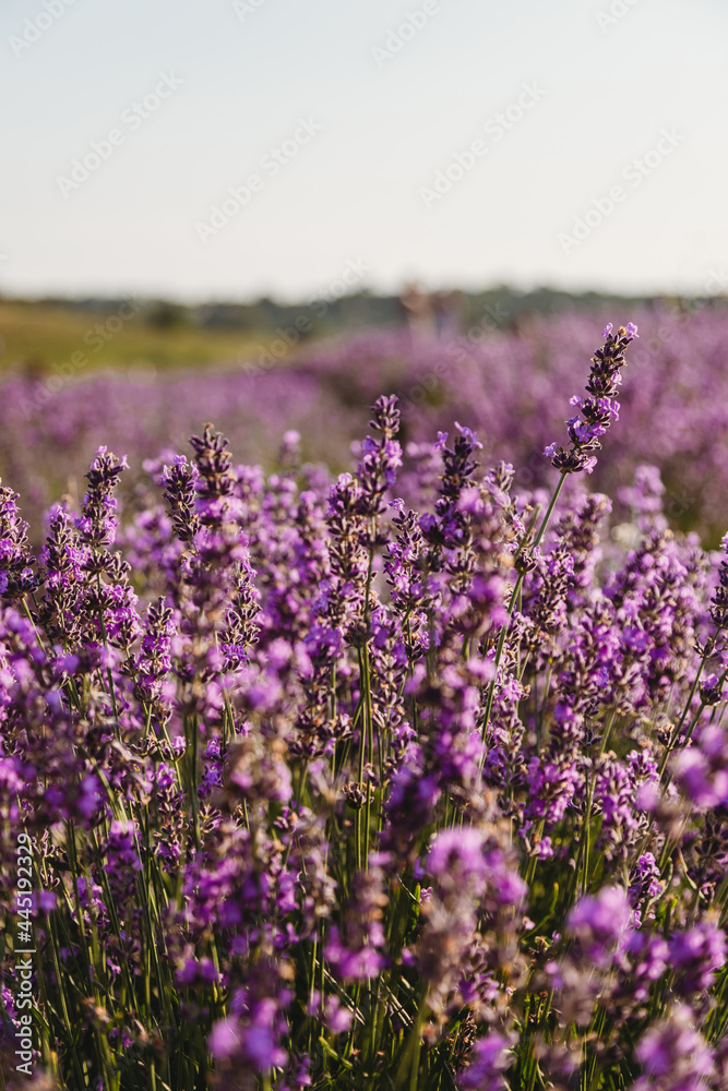 Obraz premium Violet lavender field
