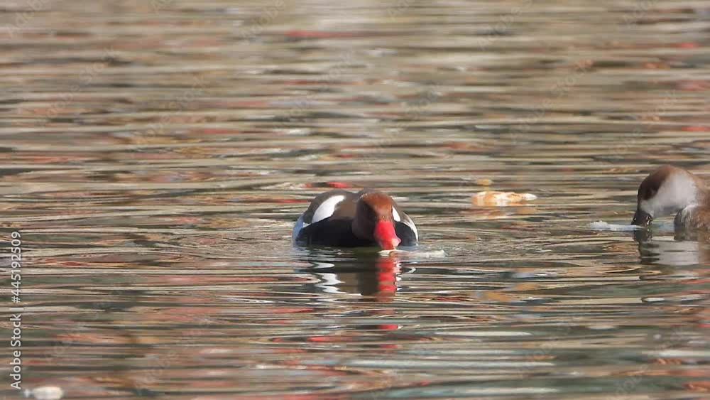 Red-crested pochard duck bird swim on the lake water surface.Netta rufina.Golden-red rufus ruddy.Quack-quack animal wild animals wildlife lage cinematic tele zoom lakes mere lough wetland pond lake 4K
