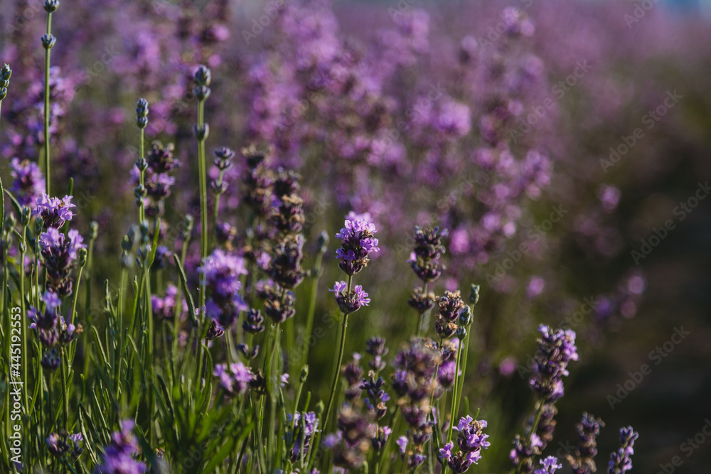 Violet lavender field