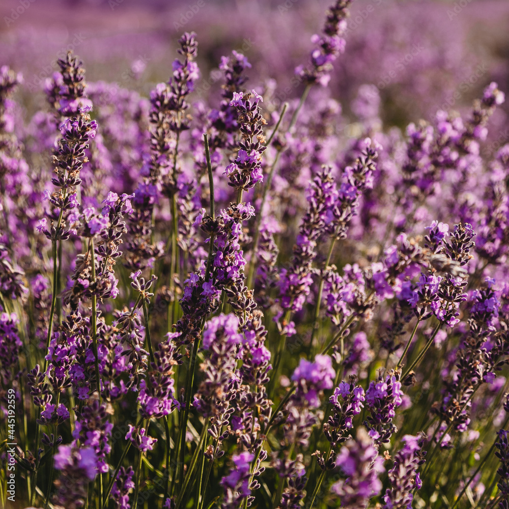 Obraz premium Violet lavender field