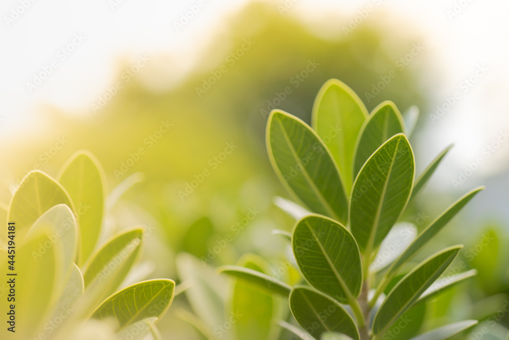 Nature view of green leaf in garden Natural green leaves plants in summer using as spring background cover page greenery environment ecology Global Warming Save World Save Planet Humanity Wallpaper