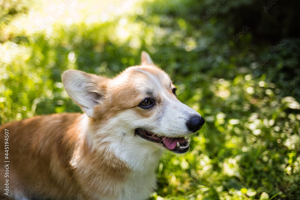 the Pembroke corgi dog stands on a green summer lawn. Walking with the dog the Pembroke corgi dog stands on a green summer lawn. Walking with the dog