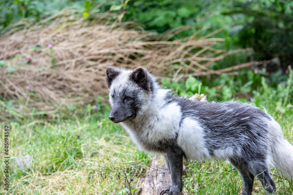 Renard polaire en été Renard polaire en été