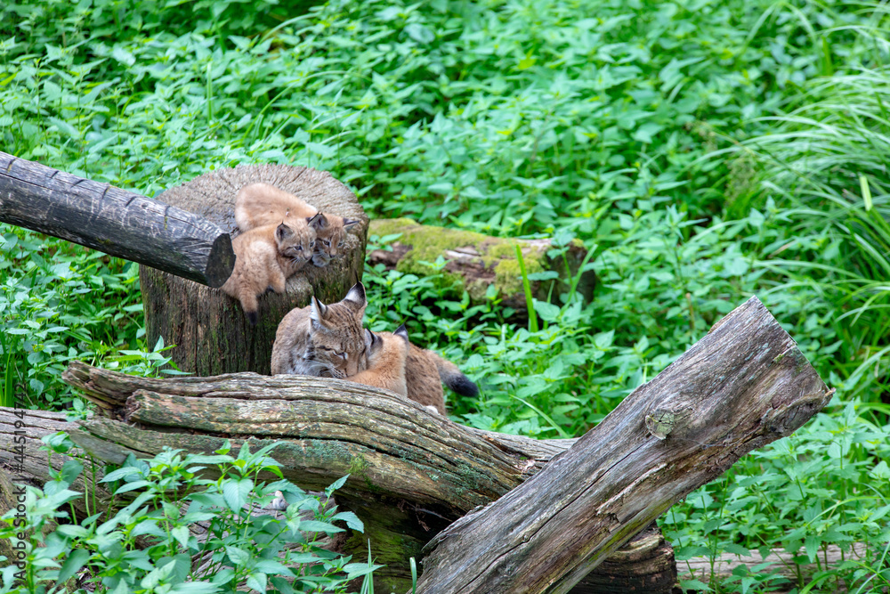 Lynx et ses bébés