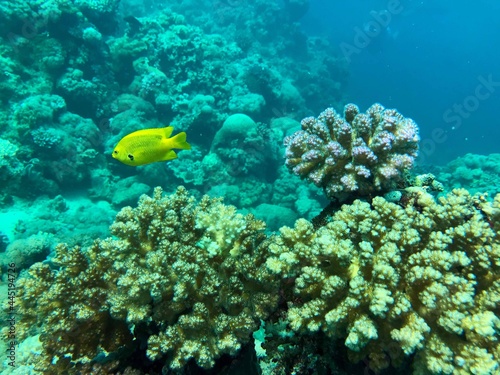 coral reef in the red sea
