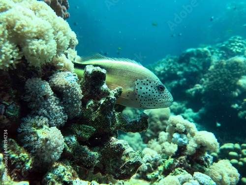Fototapeta Naklejka Na Ścianę i Meble -  freckled hawkfish in the reef