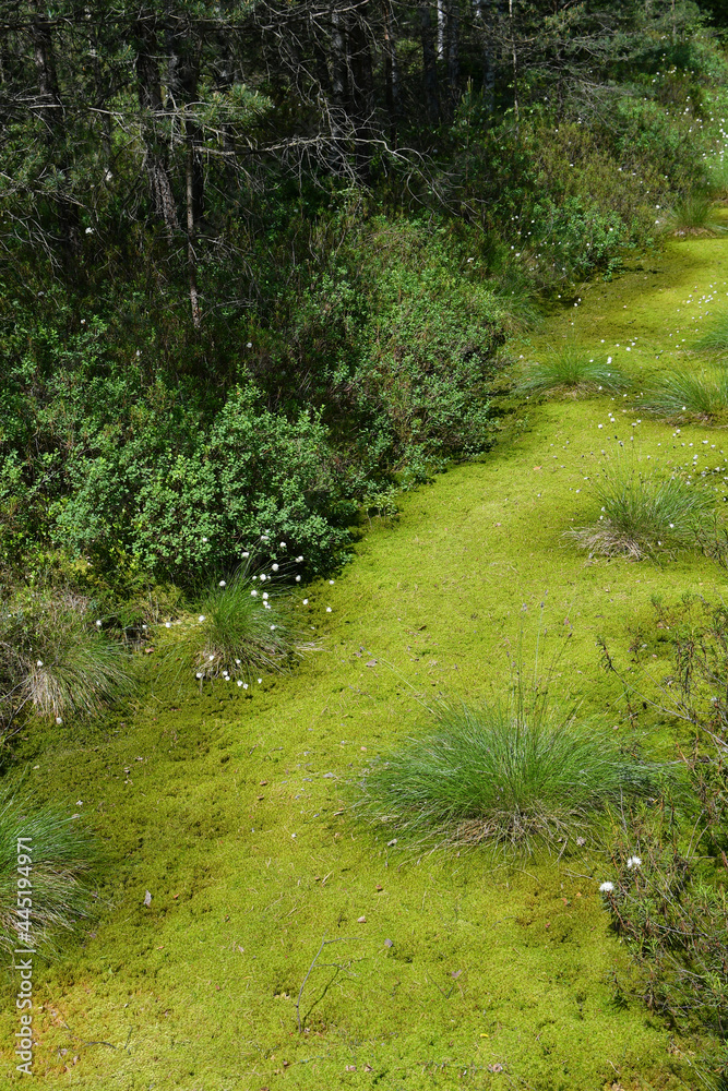 Obraz premium Swamp river in the forest.