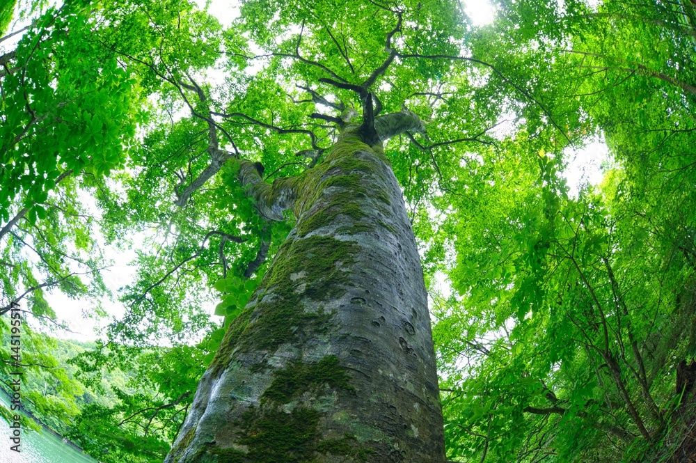 Fototapeta premium Green beech tree landscape view in the rainy day at deep forest in Aomori, Japan