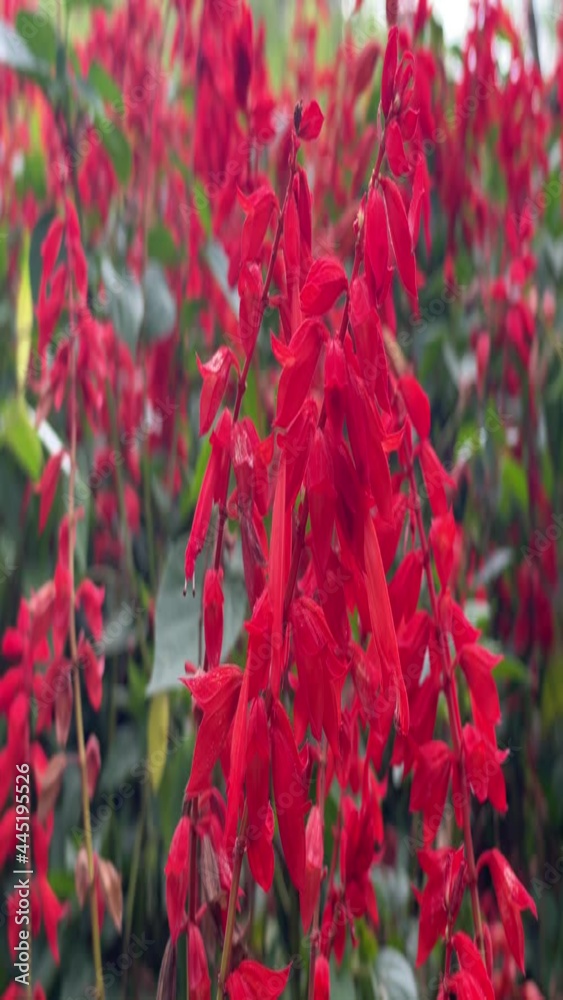 Red flowers in the garden Red flowers in the garden
