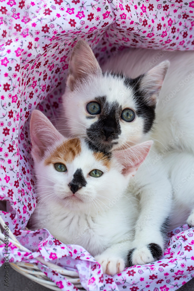 Cute kittens in a basket