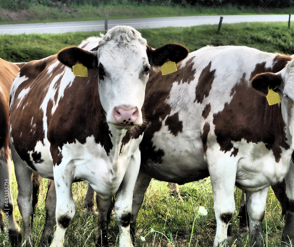 cow looking at me, background cow, picture of a cow, white-brown cows, farm or ranch, agriculture cow looking at me, background cow, picture of a cow, white-brown cows, farm or ranch, agriculture