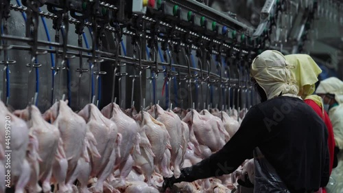 Detail of poultry meat processing in Food industry.