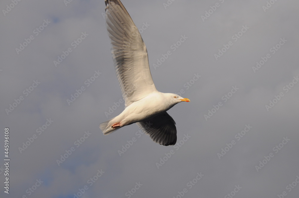 Sea gull soaring against cloudy sky background, Bottom view Sea gull soaring against cloudy sky background, Bottom view