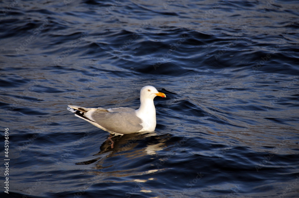 A seagull sitting calmly in the water, Barents sea A seagull sitting calmly in the water, Barents sea