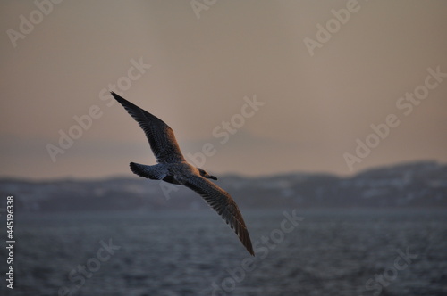 Scenic view of seagull soaring above Barents see, seascape as a background © Don Serhio