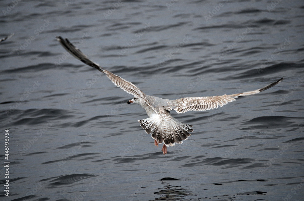 Beautiful view of seagull landing on the water in Barents sea Beautiful view of seagull landing on the water in Barents sea