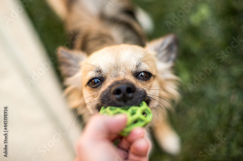 Chihuahua plays with a ball on the lawn