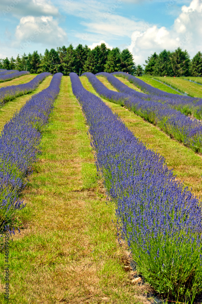 Fototapeta premium Lavender Field Summer Flowers Cotwolds Gloucestershire England