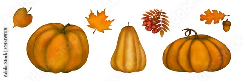 autumn textured orange pumpkins hand-drawn digital illustration. Autumn vegetables set. Halloween.