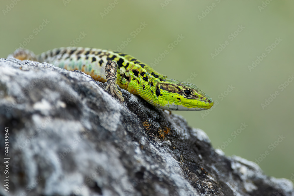 Balkan wall lizard (Podarcis tauricus) on a rock