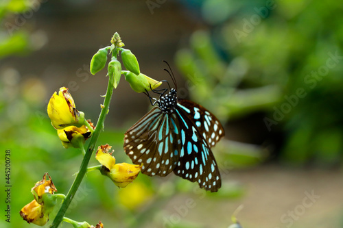 Tirumala limniace or blue tiger butterfly from Western Ghats photo