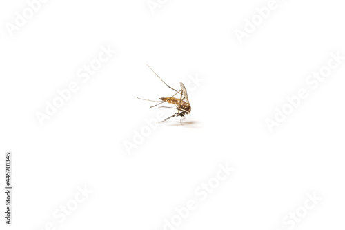 Dead mosquito on white isolated background