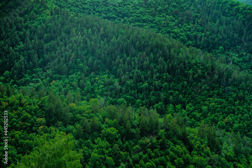 A dense forest of green trees of firs, firs and pines