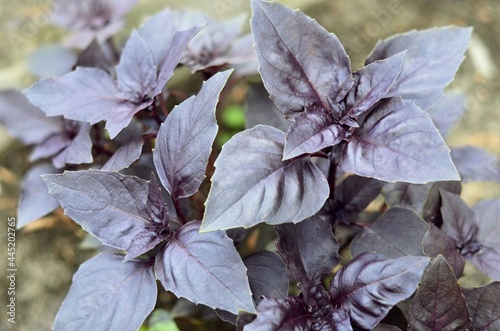 Purple Basil or Dark Opal Basil is a cultivar of sweet basil. Concept of growing your own organic food.