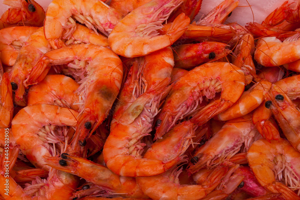 photographs of frozen seafood of all kinds and variety photographs of frozen seafood of all kinds and variety