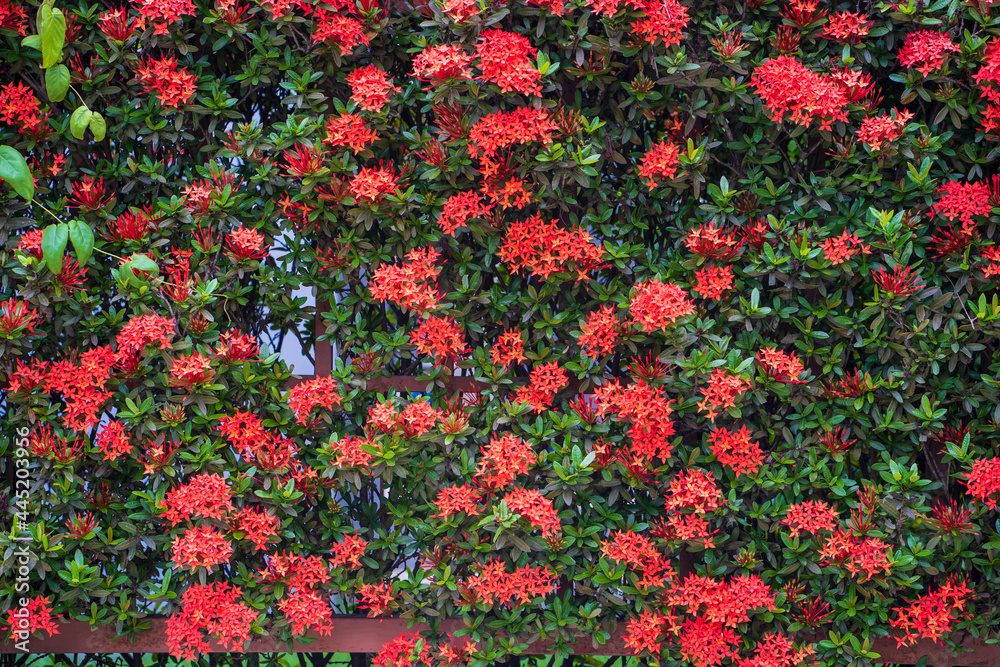 Blossom red Chinese ixora at fence wall.