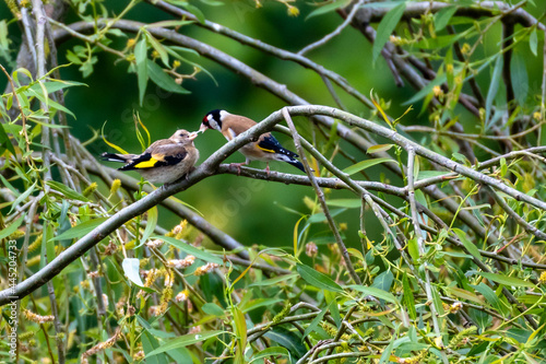European Goldfinch (Carduelis Carduelis) perching on a flowering willow tree and feeding a fledgling, against green leafy background, England, UK