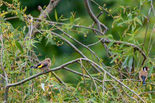 Young European Goldfinch fledgling (Carduelis Carduelis) perching on a flowering willow tree against green leafy background, England, UK