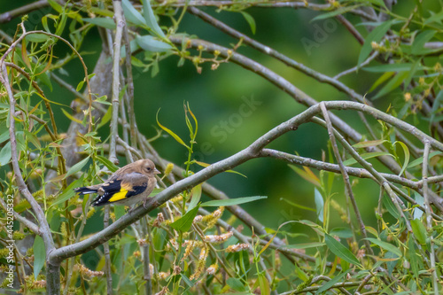 Young European Goldfinch fledgling (Carduelis Carduelis) perching on a flowering willow tree against green leafy background, England, UK