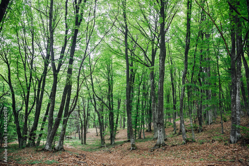 green deciduous forest and road landscape travel green deciduous forest and road landscape travel