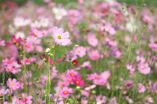Pink cosmos in flower field