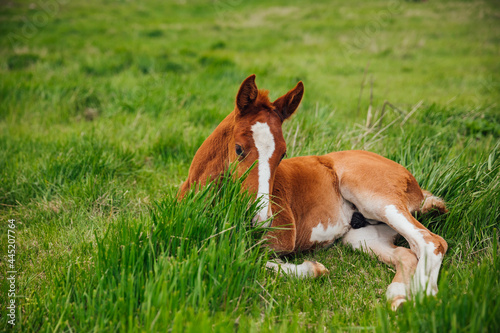 a small horse stallion resting on the green grass