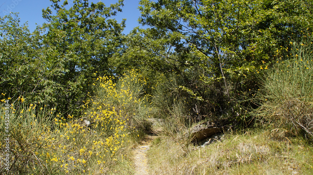 Bosco lungo il sentiero 390bis da Villa di Parchiule a Poggio dell'Appione in Italia Bosco lungo il sentiero 390bis da Villa di Parchiule a Poggio dell'Appione in Italia