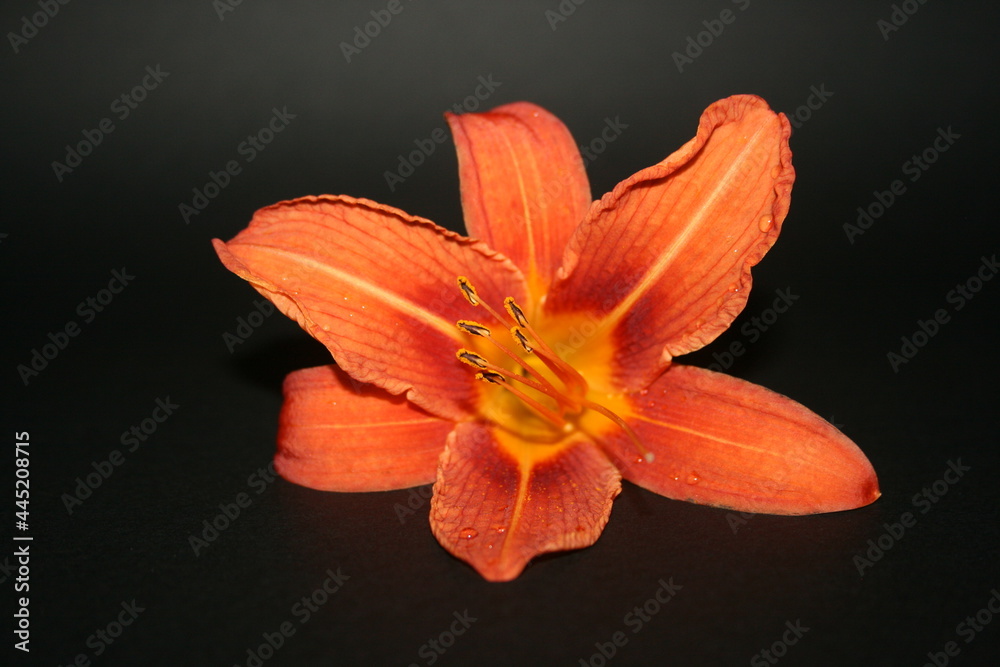 Fototapeta premium orange lily on black