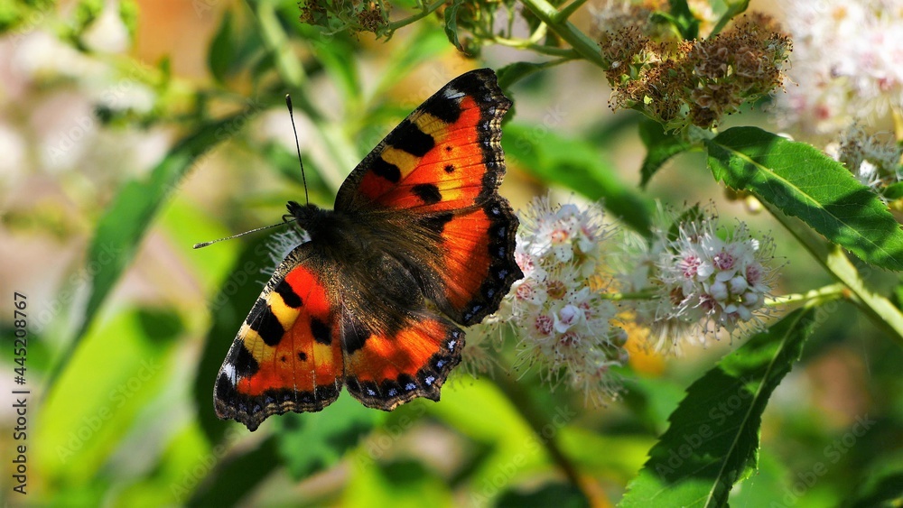 Urticaria butterfly eats nectar on a white flower. Urticaria butterfly eats nectar on a white flower.