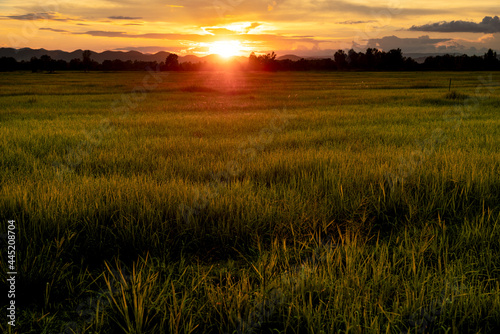 landscape of sunset with  rice fields in Thailand
