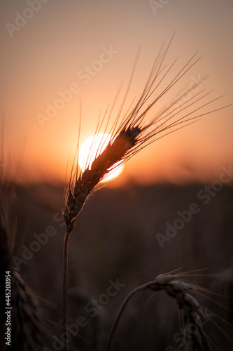 wheat field at sunset