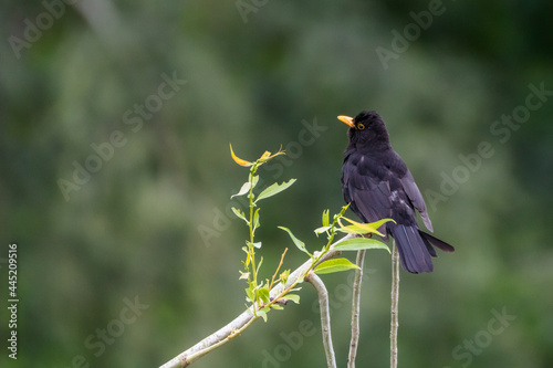 Close-up of blackbird perching on a willow branch, England, UK